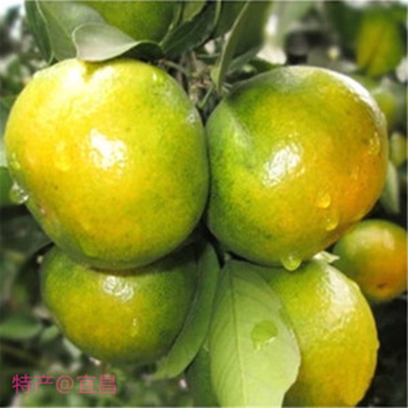商贸经济新动态:吉尤米商贸引领行业变革